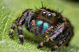 Image result for Spider Photography