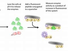 Image result for Cell Lysate