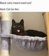 Image result for Black Cat Bad Luck Meme