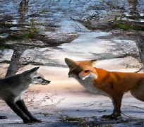Image result for Red Fox vs Gray Fox
