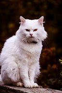 Image result for Fluffy White Cat with Yellow Eyes