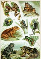 Image result for How to Draw Frog Legs