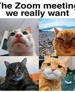 Image result for Zoom Animals Meme