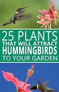 Image result for Hummingbird Vines Plants