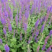 Image result for Salvia nemorosa Tänzerin