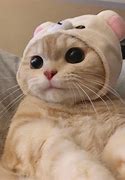 Image result for Cute Sassy Cat Asettic