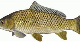 Image result for New Fish Species
