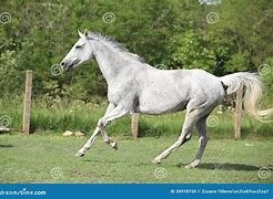 Image result for Thoroughbred Horse in a Paddock