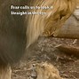 Image result for Hungry Lion Meme