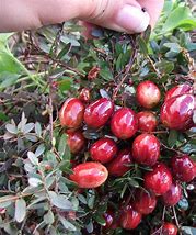 Image result for Vaccinium macrocarpon Red Star