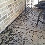 Image result for Cricket Pest