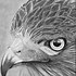 Image result for Eagle Line Drawing On Top