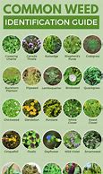 Image result for Different Weeds