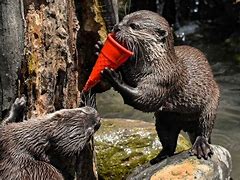 Image result for Otter and Stuff