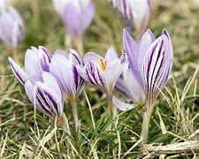 Image result for Crocus corsicus