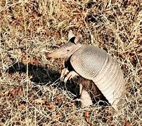 Image result for Christmas Armadillo