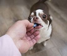 Image result for Dog Taking Pills