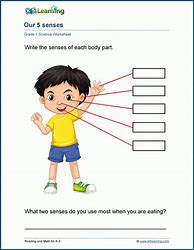 Image result for 5 Senses Worksheet 1st Grade