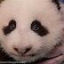 Image result for Funny Baby Panda Bears