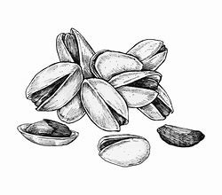 Image result for Pistachio Drawing