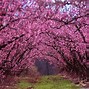 Image result for Beautiful Spring Scenery