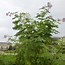 Image result for Dahlia Imperialis