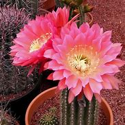 Image result for Cactus Plants That Flower