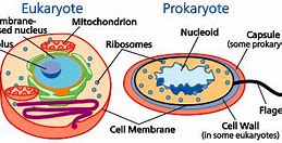 Image result for Nucleoid