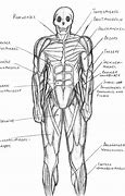 Image result for Human Muscle Sketch
