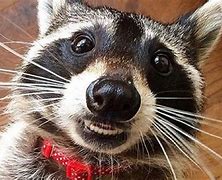 Image result for Raccoon Fun