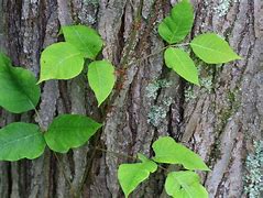 Image result for Poison Ivy Leaf Pic