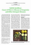 Image result for Grapevine Diseases Photos