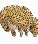 Image result for Armadillo Magnet
