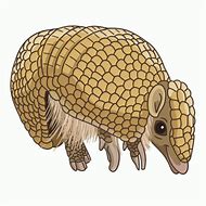 Image result for Armadillo with a Beer Clip Art