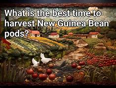 Image result for Bean Pod New Ginea