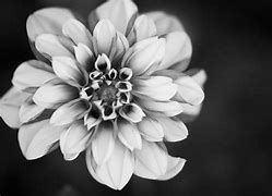 Image result for Black and White Flower Wallpaper