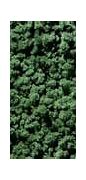 Image result for Garden Wall Moss