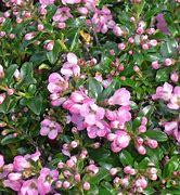 Image result for Escallonia Apple Blossom