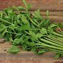 Image result for Herb Garden Parsley