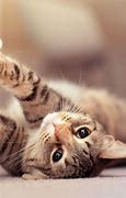Image result for Cat Iohone 15