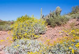 Image result for Sonoran Desert Trees Arizona