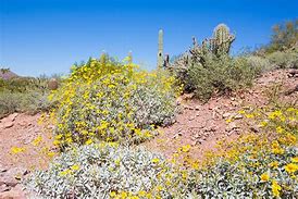 Image result for Desert Shrubs Arizona