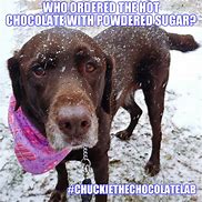 Image result for Chocolate Lab Meme