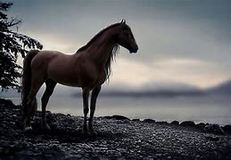 Image result for Cool Horse Backgrounds