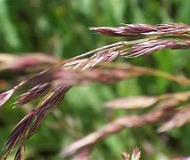 Image result for Grass Seed Netting