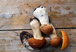 Image result for n�ceps