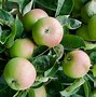 Image result for Small Apple Fruit Tree