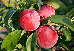Image result for Red Fruit Tree
