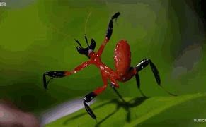 Image result for Praying Mantis Punch