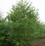 Image result for Prunus avium Puters Dikke